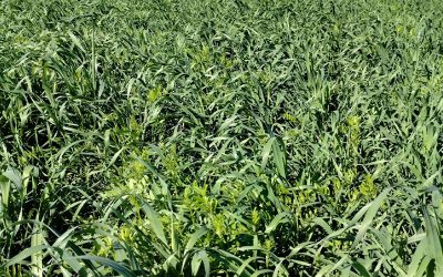 Tres claves para planificar los verdeos de invierno 2023