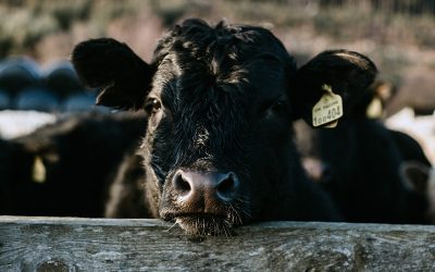 Angus crece en genética y se suma a la megamuestra