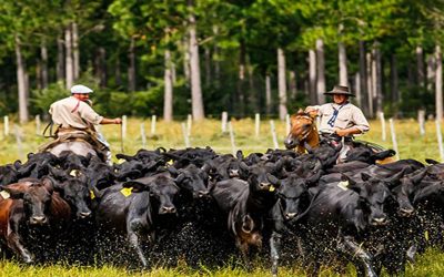 Mundial Brangus: participarán 15 países y 800 reproductores