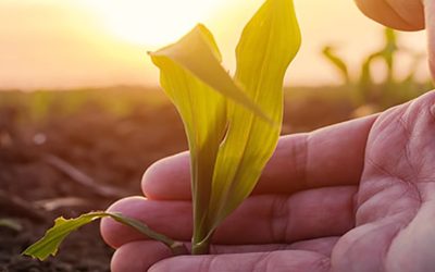 Una encuesta calificó con 6 sobre 10 en sustentabilidad a los productores argentinos