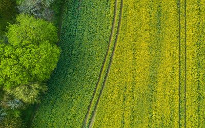 «Necesitamos un campo más limpio»
