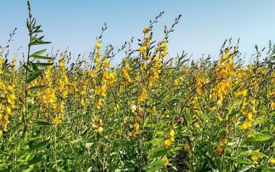Crotalaria: ‘leguminosa de servicios’ team verano