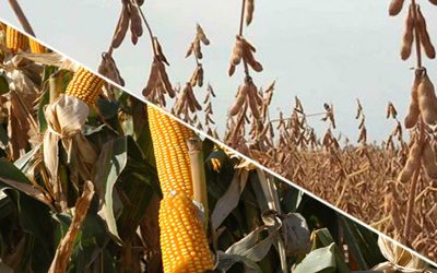 Nuevos recortes proyectan la peor campaña en 15 años para soja y maíz