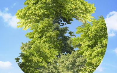 Argentina tiene su mapa de Carbono de suelos y apuesta a identificar estrategias que maximicen la captura