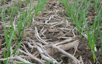 La sequía y los riesgos de fitotoxicidado carryover de herbicidas