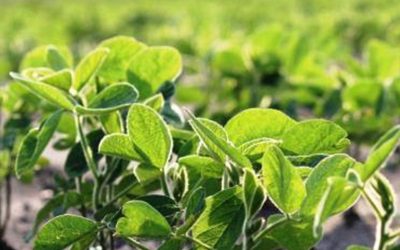 Soja: algunos números de la peor producción en 23 años