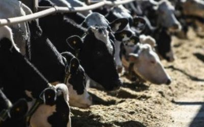 La Región Centro solicitó a Nación que la lechería sea declarada economía regional