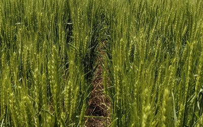 Con la mirada puesta en el mercado interno, el Gobierno volvió a prorrogar las exportaciones de trigo
