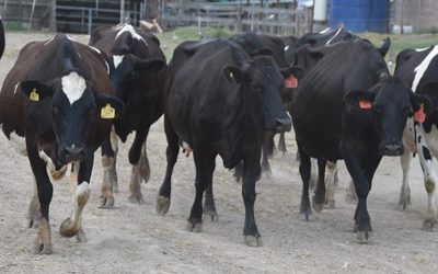 ¿Cambiamos las vacas o cambiamos el sistema?: Una mirada desde la genética