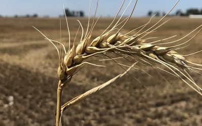 Trigo: las expectativas se desinflan cada vez más en la zona núcleo