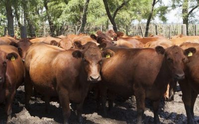 La sequía y su largo impacto en la ganadería: en 2024 nacerían 1,3 millones de terneros menos