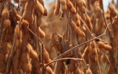 La Bolsa de Rosario reportó un nuevo recorte en la estimación de la cosecha de soja