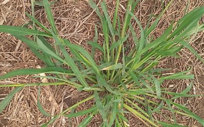 Confirman resistencia a glifosato en una nueva especie del género Echinochloa