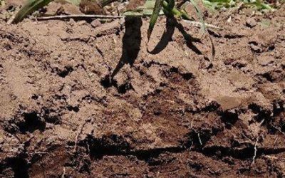 La compactación del suelo, un enemigo silencioso en el lote que se lleva un 15% del rinde