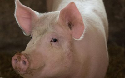 La producción de cerdo creció un 7 % y marcó un máximo histórico para el primer cuatrimestre del año.