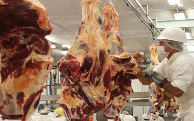 Fuerte suba de la faena bovina en mayo