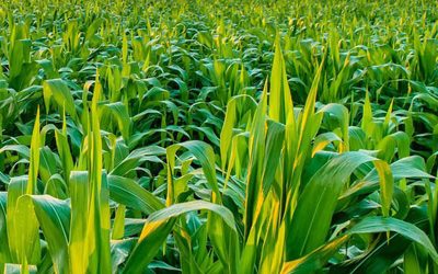 El maíz no cede área ante las facilidades de la soja