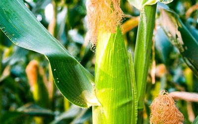 Nuevos avances sobre el virus que causa el Mal de Río Cuarto en maíz