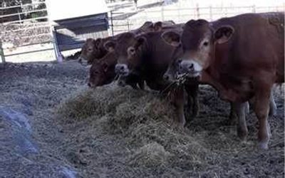 Por trabas a las importaciones peligra el abastecimiento de alimentos balanceados