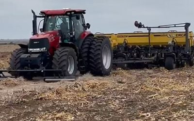 Trigo: Con la siembra salvada, crecen las expectativas de una buena campaña