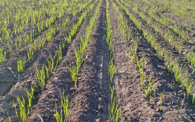 Córdoba. Trigo y garbanzo comienzan sus ciclos con muy buenos estados generales