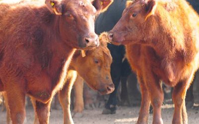 La liquidación de vientres, una alerta amarilla en la ganadería que comienza a ponerse roja