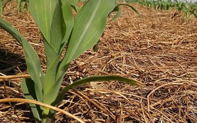 Criterios de decisión para sembrar maíz en contexto de año Niño