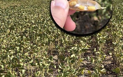 Con 21 millones de toneladas, confirman la peor campaña sojera de los últimos 20 años