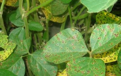 Desarrollan nueva variedad de soja resistente a roya asiática