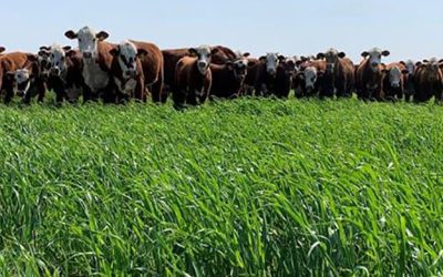 Logran duplicar el poder germinativo del Gatton panic mediante plasma no-térmico