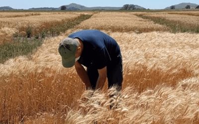 Bahillo mantiene su optimismo con el trigo: “Estimamos entre 18 y 19 millones de toneladas”