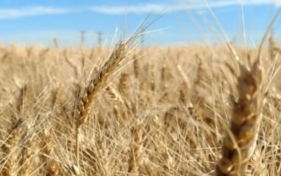 Región núcleo: un 10% del área de siembra de trigo en riesgo en la región núcleo