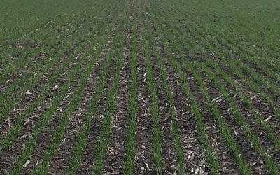 Trigo: advierten por un “desecamiento generalizado” de las reservas hídricas