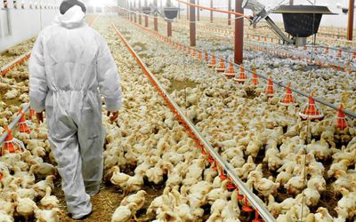 Con el país “libre” de gripe aviar, la carne de pollo argentina vuelve a las mesas de Europa