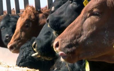 El agujero que hizo el “dólar maíz” en los feedlots: $ 12.000 más de costo por cabeza engordada