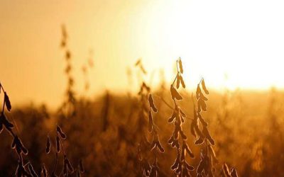 Situación y perspectiva de cultivos de soja, trigo y garbanzo en Córdoba