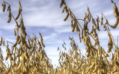 La siembra de soja vuelve a subir tras 9 campañas en descenso y ahora apunta a las 17 M ha