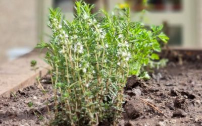 Huerta en tu Hogar: se lanzó la temporada primavera-verano