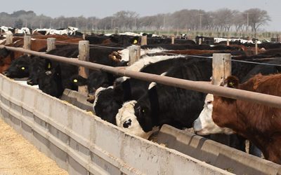 Afirman que la cadena bovina puede generar U$S 4.000 millones más por exportación y 114 mil nuevos puestos de trabajo