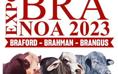 ExpoBRA 2023 – En Santiago del Estero se conocieron cuáles son las mejores reproductores hembras de Braford, Brahman y Brangus