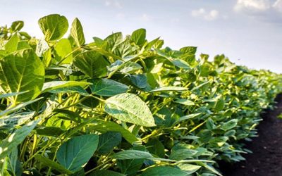 Presentan el primer mapa de la calidad de la soja argentina