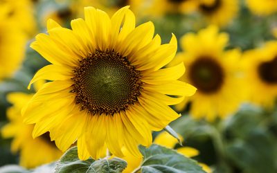 ¿Qué factores de manejo determinan el rinde en girasol?