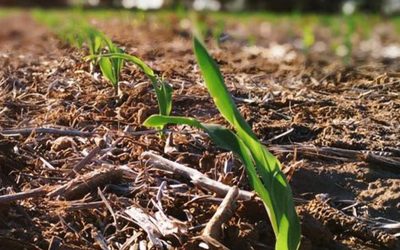 Manejo en maíz ante un “El Niño” que se demora