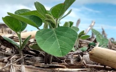 Químicos o biológicos, ¿esa es la cuestión?