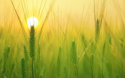 Cebada cervecera: Claves para un producto de calidad