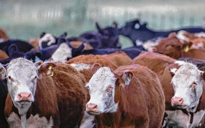 Hay indicadores que ya reflejan liquidación de hembras