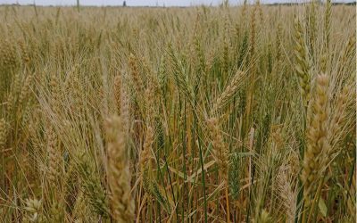 Córdoba. Frente a la escasez de precipitaciones, continúa empeorando el estado de los cultivos invernales