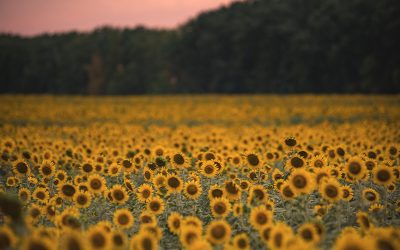 Dólar soja: suman al girasol, la cebada y el sorgo para acumular divisas en medio de la tensión cambiaria