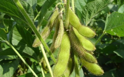 Soja: en ganancia genética estamos muy por detrás de países competidores como EEUU y Brasil