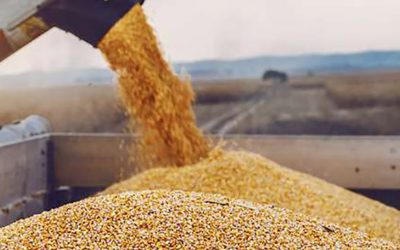 Oficializaron el nuevo esquema de exportación para granos